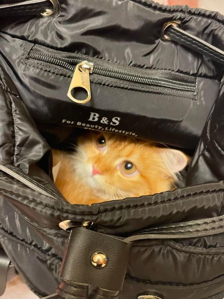 Not every memory is created in a factory. some are created by our customers. What began as a photo taken by one client became a BS icon. More than a backpack photo, it captured genuine admiration and earned its place in the BS Museum.